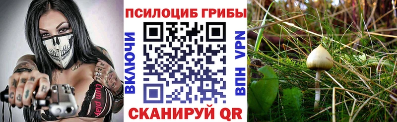 Галлюциногенные грибы Cubensis  закладка  Хасавюрт 